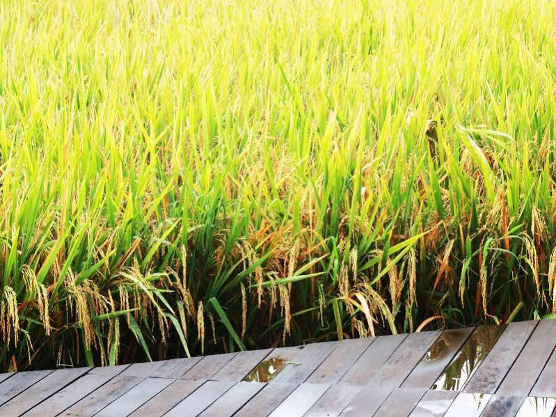 Bening Bungalow 乌布 外观 照片